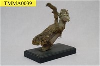 藏品(小鼯鼠)的圖片